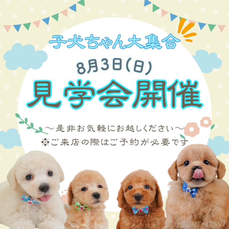 販売中の静岡県のビションプー:ビションフリーゼ×トイプードル-401331の6枚目